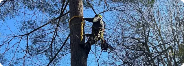 What Makes ArborSafe Different