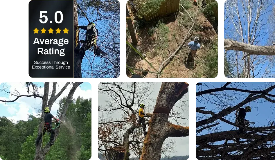 About ArborSafe Tree Care