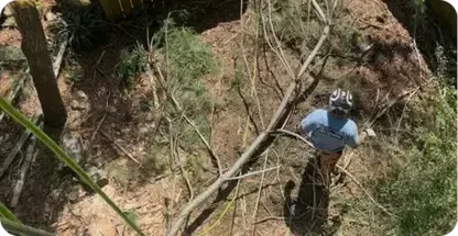 Shrub Removal & Trimming
