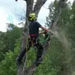 Land Clearing