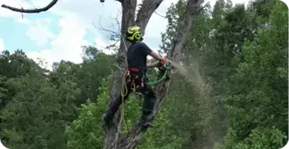 Land Clearing