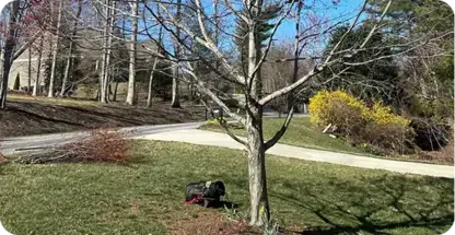 Tree Cabling & Bracing