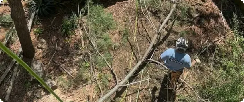 Services offered by ArborSafe Tree Care