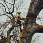 Do You Need a Permit to Remove a Tree in Asheville?