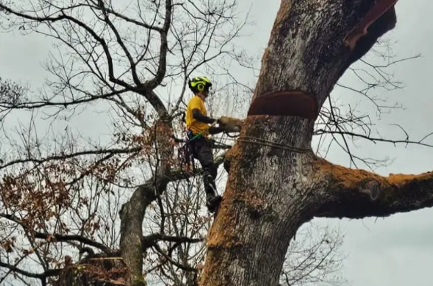 Do You Need a Permit to Remove a Tree in Asheville?