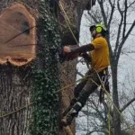 Protecting Your Trees in Asheville from Snow and Ice Damage This Winter