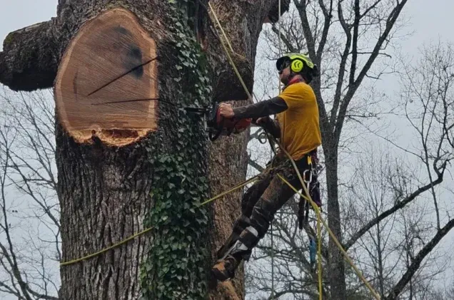 Protecting Your Trees in Asheville from Snow and Ice Damage This Winter
