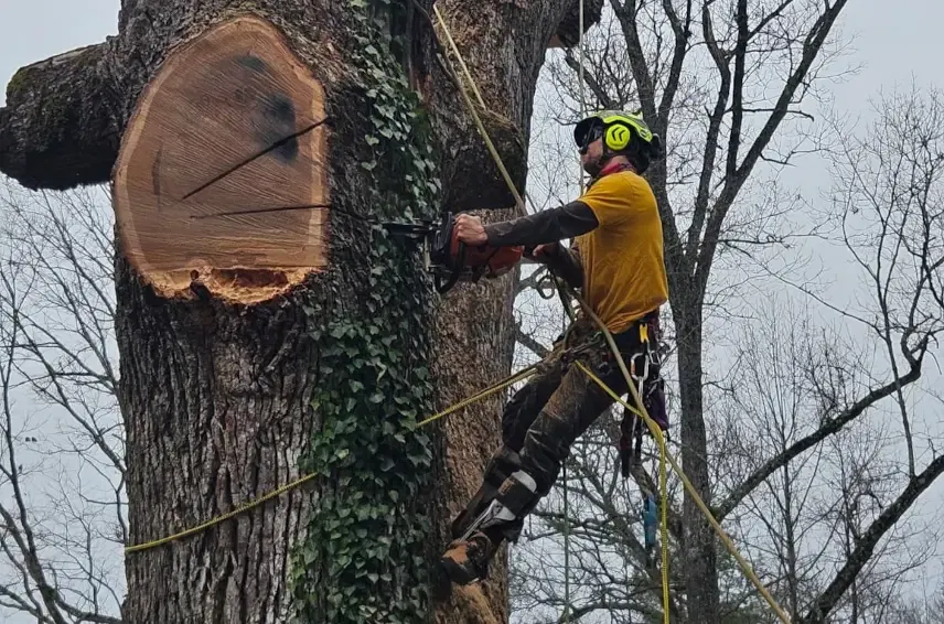 Protecting Your Trees in Asheville from Snow and Ice Damage This Winter