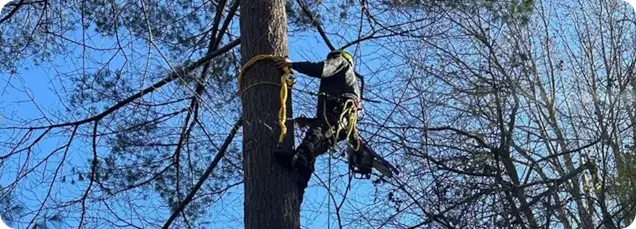 What Makes ArborSafe Different