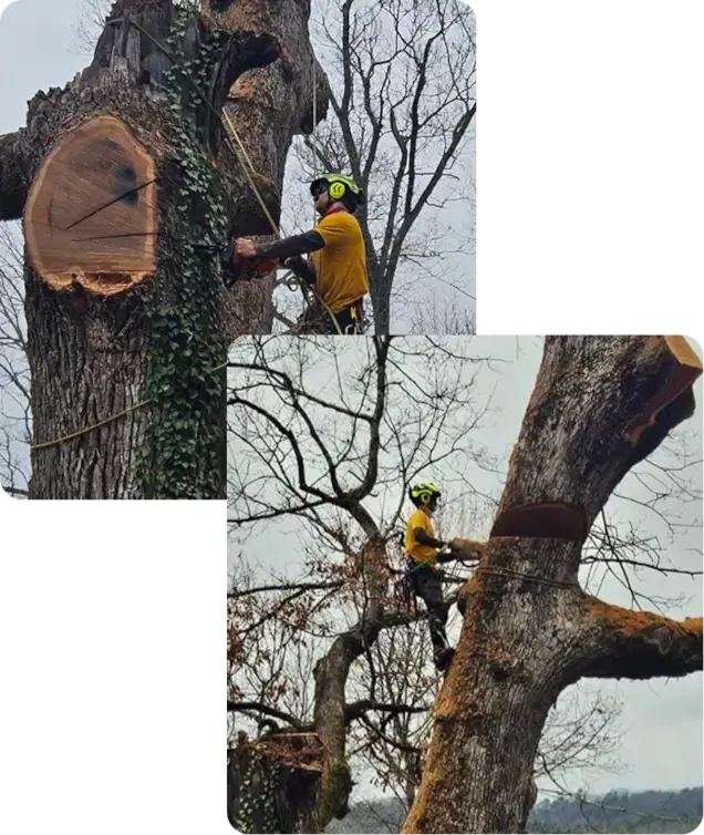 ArborSafe Tree Care crew providing professional tree service in Asheville, NC, using safety equipment and modern arborist tools