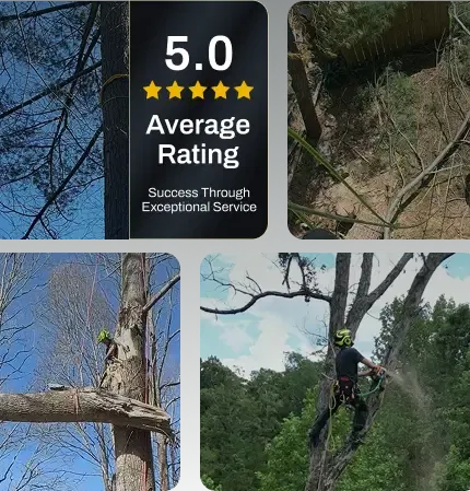 About ArborSafe Tree Care