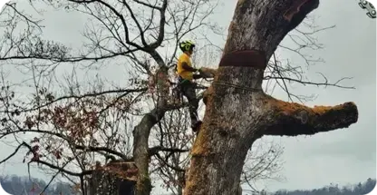 Tree Removal in Asheville & Buncombe County
