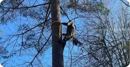 Tree Trimming & Pruning