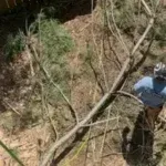 Shrub Removal & Trimming