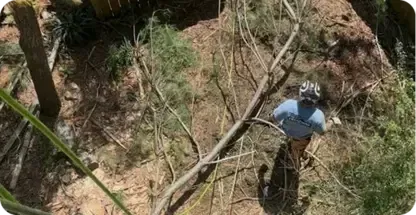 Shrub Removal & Trimming