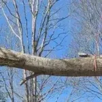 24/7 Emergency Tree Service