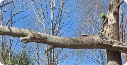 24/7 Emergency Tree Service