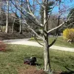 Tree Cabling & Bracing