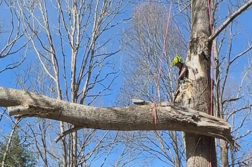 Storm-damaged tree leaning toward the home in Asheville, NC, after heavy winds