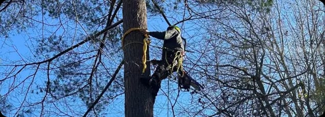 What Makes ArborSafe Different