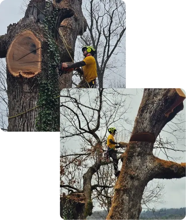 About Us | Read More About ArborSafe Tree Care