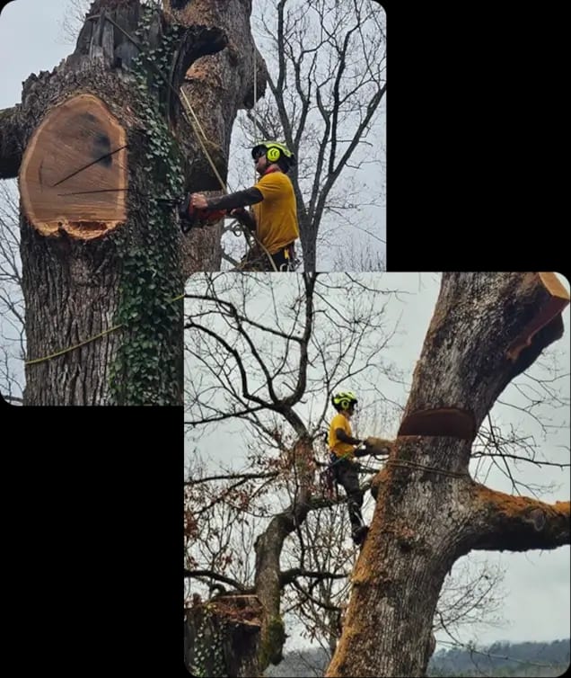 ArborSafe Tree Care crew providing professional tree service in Asheville, NC, using safety equipment and modern arborist tools