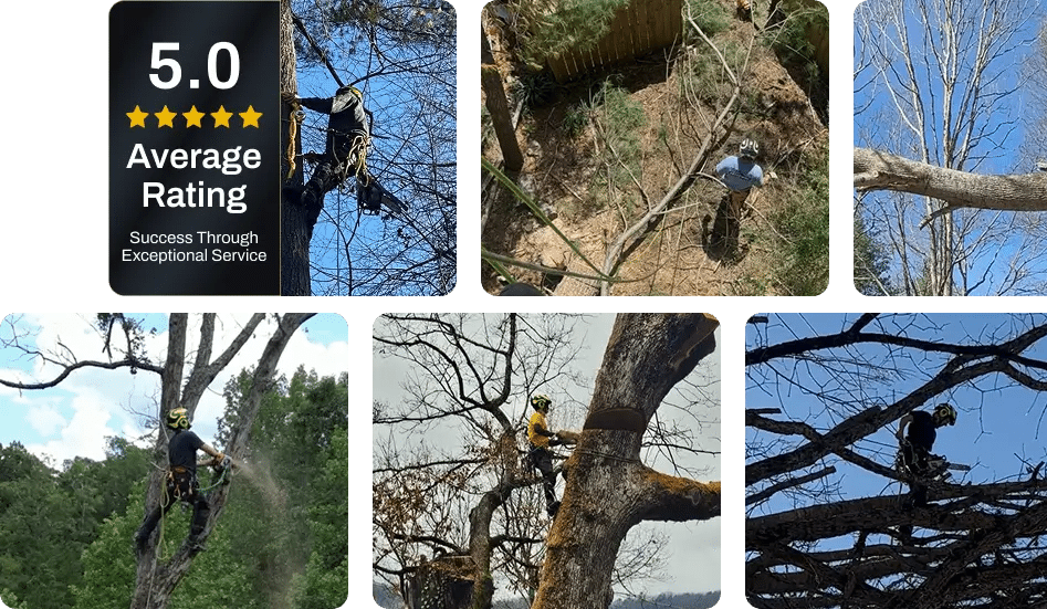 About ArborSafe Tree Care