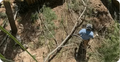 Shrub Removal & Trimming