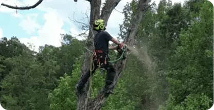 Land Clearing