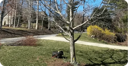 Tree Cabling & Bracing
