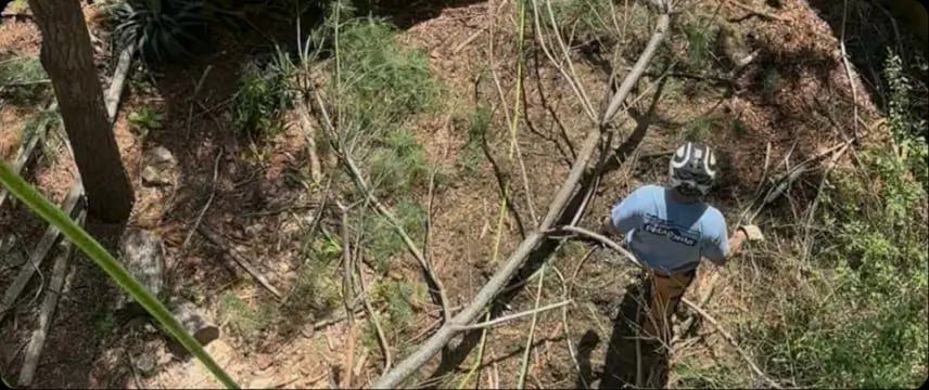 Services offered by ArborSafe Tree Care